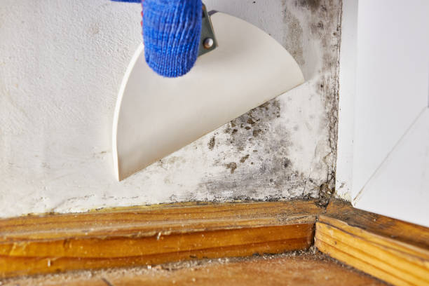 Forensic Mold Investigation in Pontiac, IL
