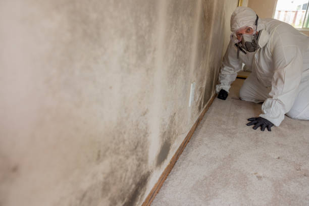 Best Basement Mold Removal  in Pontiac, IL